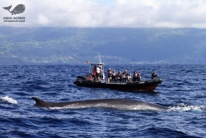 Pico Island: Azores Whale & Dolphin Watching on Zodiac Boat