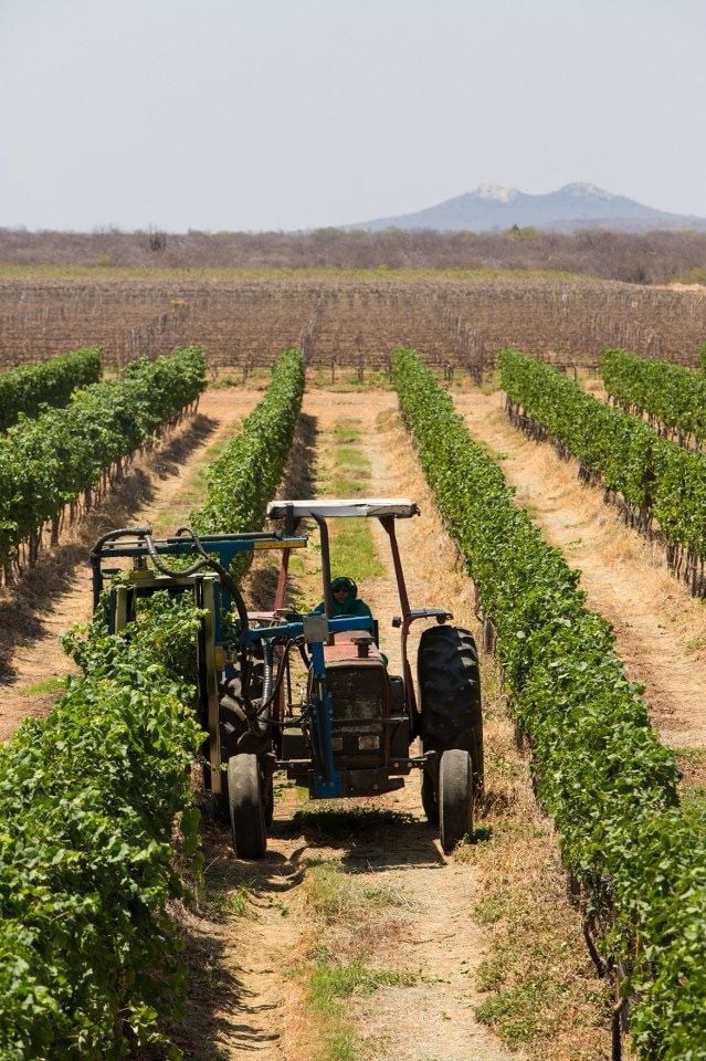 Santa Maria Vineyard