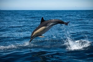Sesimbra: Arrábida Dolphin and Whale Watching with Biologist