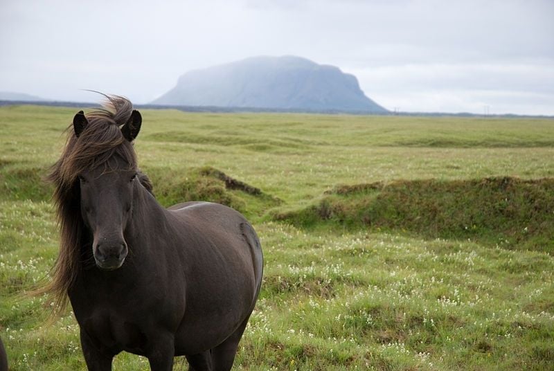 Animals in Iceland (Or Lack Thereof)