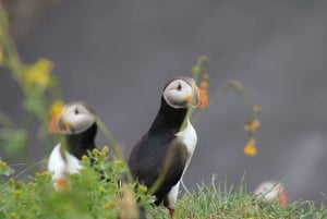  1.5-Hour Puffin Watching Tour