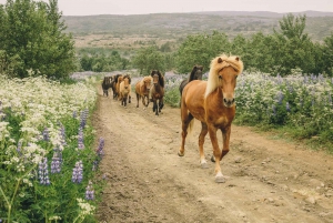Da Reykjavík: Tour a cavallo vichingo a Hafnarfjörður