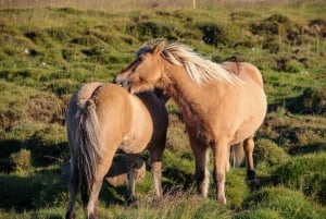 Classic Golden Circle - privat heldagstur fra Reykjavik