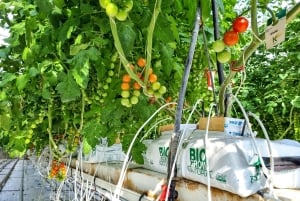 Classic Golden Circle - privat heldagstur fra Reykjavik