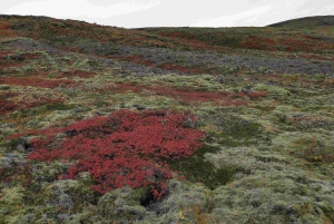 Caminhada de um dia até Grimannsfell: Cachoeira e Legado - moderada