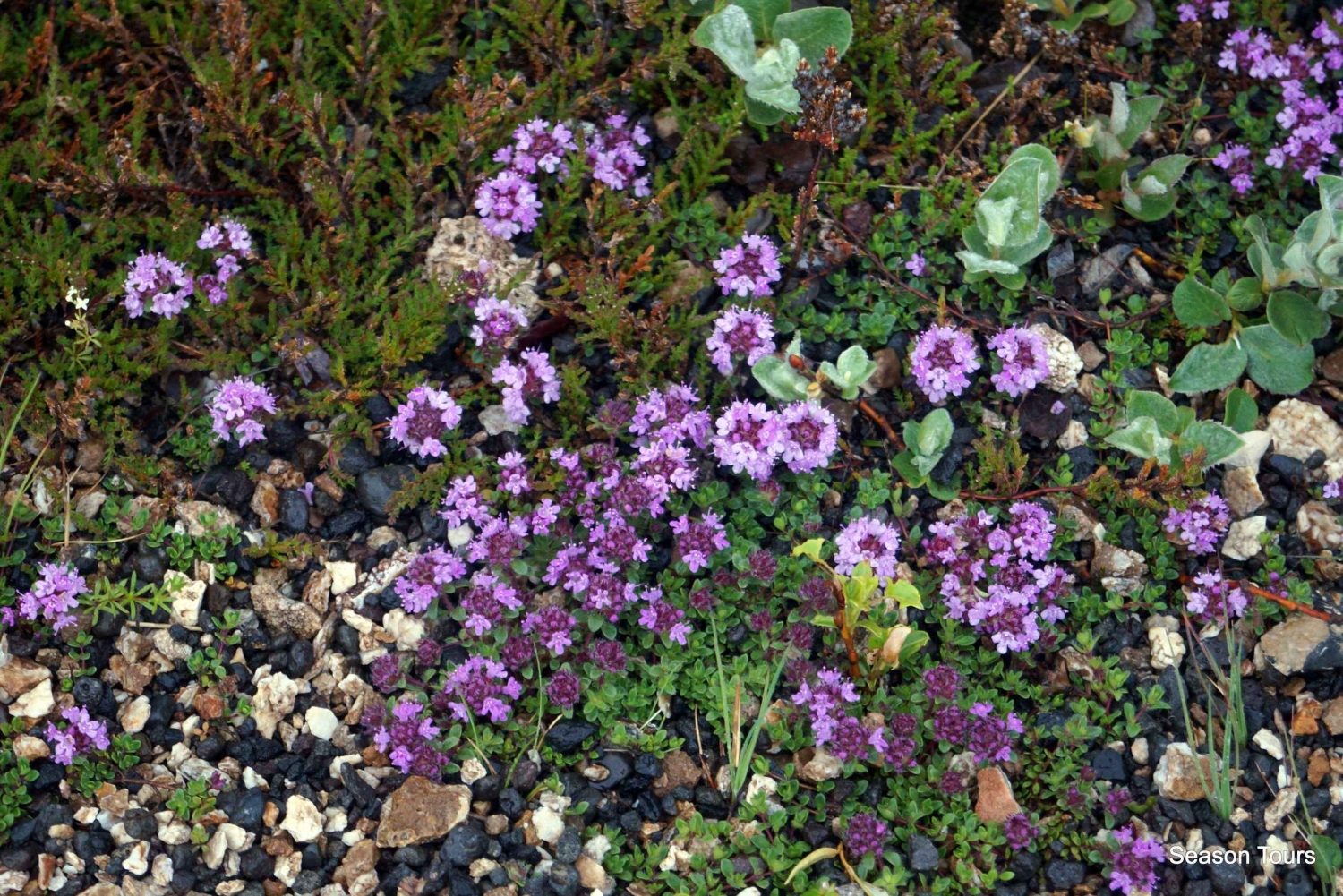 Tour di un giorno da, Reykjavik, KEF, Hveragerði, Selfoss o Hella