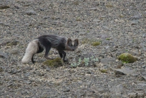 Tour di un giorno da, Reykjavik, KEF, Hveragerði, Selfoss o Hella