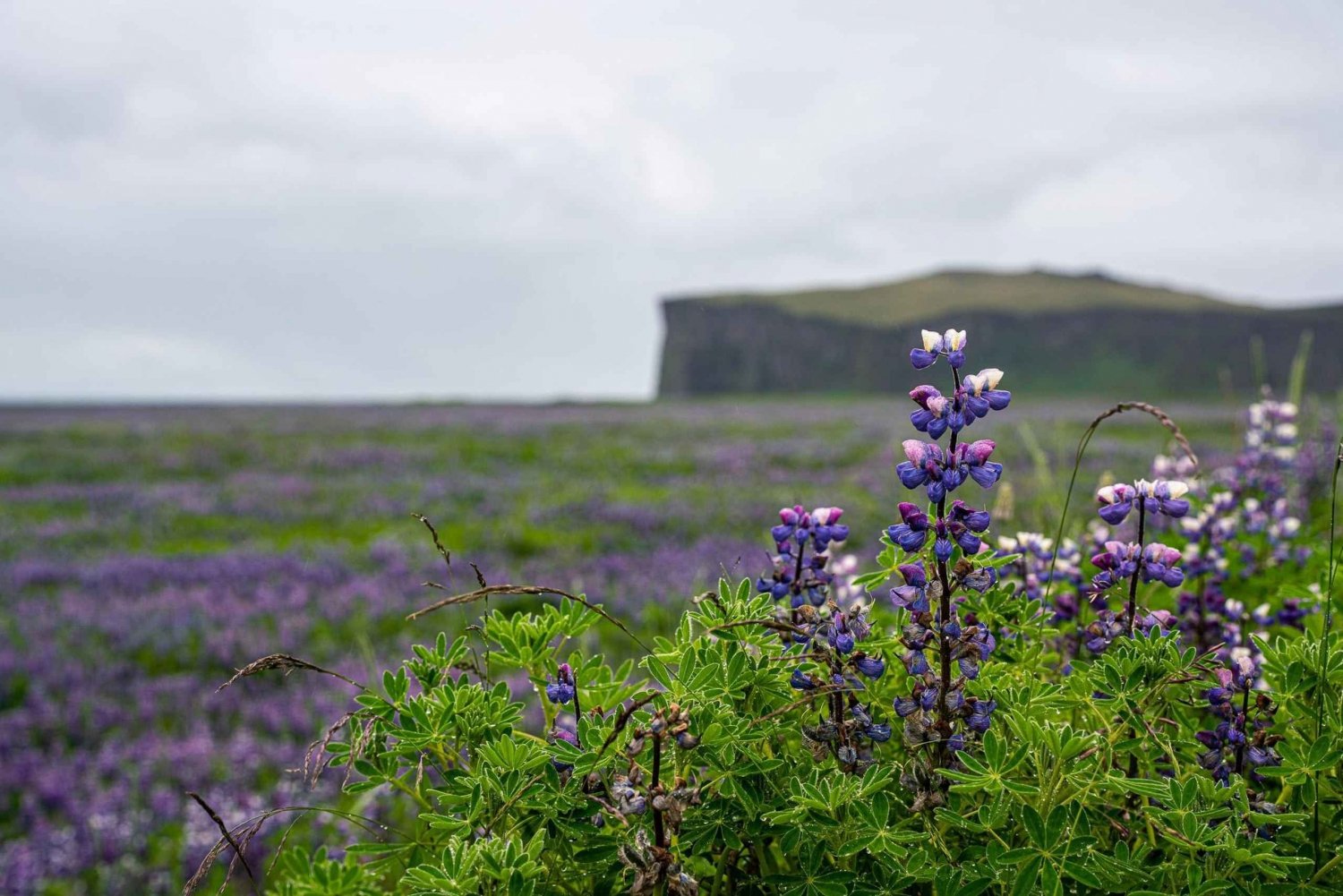 Eeppinen Islannin etelärannikon yksityinen kiertomatka Reykjavikista käsin