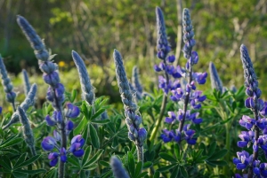 Do aeroporto à aventura: passeio privado pela Península de Reykjanes