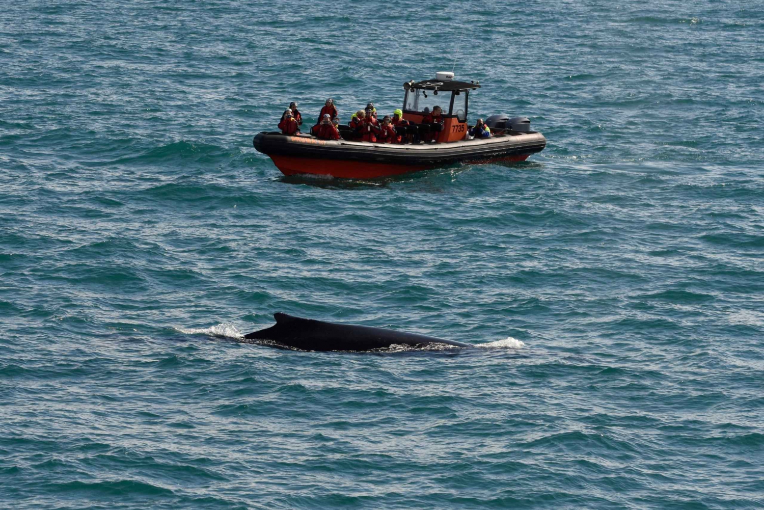 From Reykjavik: 2-Hour Whale & Puffin Watching RIB Boat Tour