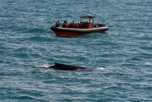 Z Reykjaviku: Wycieczka łodzią RIB w poszukiwaniu wielorybów i maskonurów