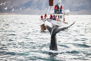 From Reykjavík: 4, 5, 6 or 7-Day Small-Group Ring Road Tour