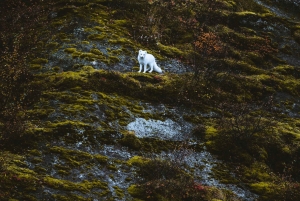 REYKJAVIKISTA: 4x4 Yksityinen tulivuorireitti Þórsmörkin laaksoon (4x4 Private Volcanic Way to Þórsmörk Valley)