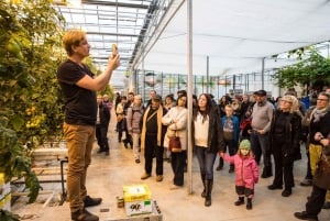 Z Reykjavíku: 5-dniowe polowanie na zorzę polarną i laguna lodowcowa