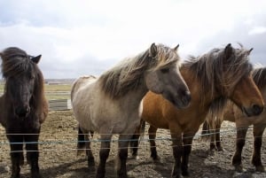 From Reykjavik: 6-Day Icelandic Ring Road Tour