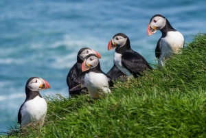 Reikiavik: Ruta en coche de 8 días por el Círculo de Islandia