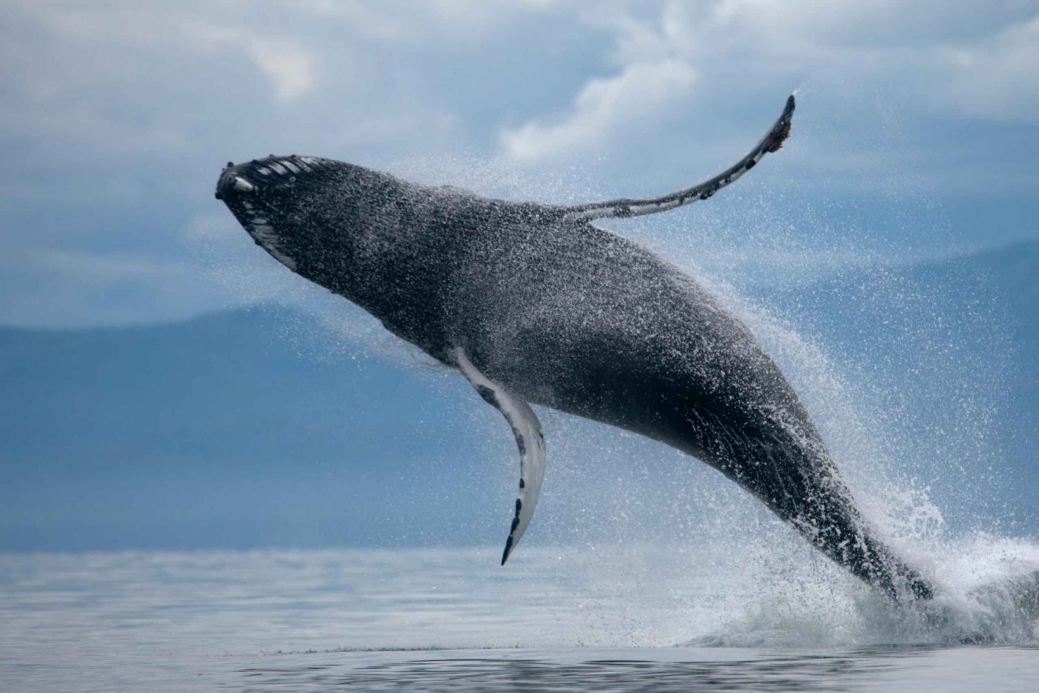 Depuis Reykjavik : Aventure en buggy et observation des baleines