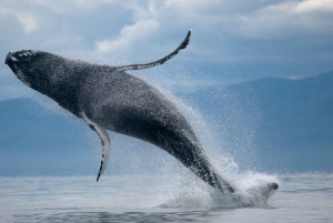 Fra Reykjavik: Buggy- og hvalsafari-eventyr