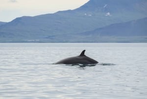 From Reykjavik: Buggy & Whale Watching Adventure