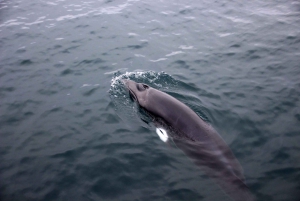 From Reykjavik: Express Whale Watching Tour by RIB