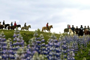 Из Рейкьявика: тур по Золотому кольцу на целый день и верховая езда