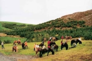 From Reykjavík: Heldagsritt med hästar och Gyllene cirkeln