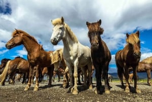 Z Reykjaviku: całodniowa jazda konna i wycieczka po Złotym Kręgu