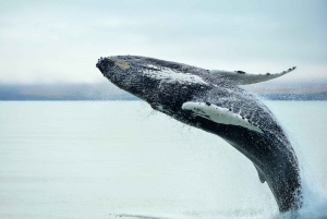 De Reykjavík: passeio de um dia inteiro de observação de baleias e Círculo Dourado