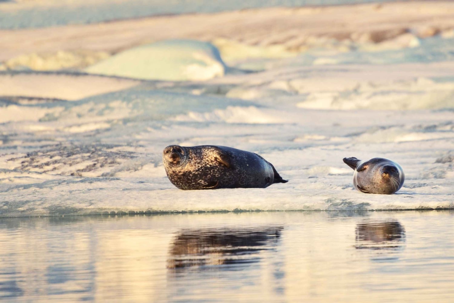 De Reykjavik: Excursão à Lagoa Glaciar e ao Desfiladeiro Fjaðrárgjúfur