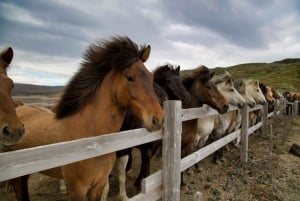 From Reykjavík: Horseback Ride Below the Majestic Mountains