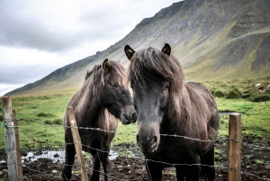 From Reykjavík: Horseback Ride Below the Majestic Mountains