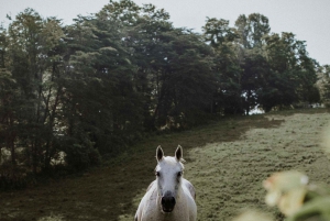 From Reykjavík: Horseback Ride Below the Majestic Mountains