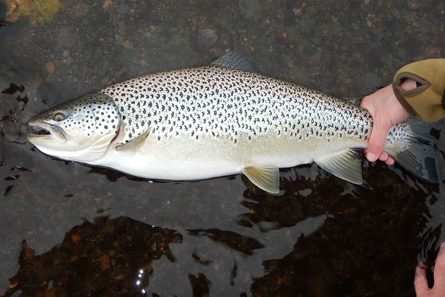 De Reykjavik: Excursão de pesca no lago e no rio