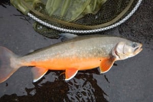 De Reykjavik: Excursão de pesca no lago e no rio