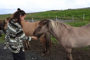 From Reykjavik: Private Golden Circle and Fridheimar Tour