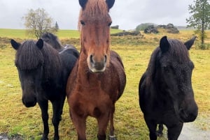 Au départ de Reykjavik : circuit privé du Cercle d'Or et du Lagon Bleu
