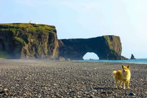 Från Reykjavik: Privat sydkust och Katla isgrotta