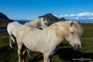 Reykjavik: South Coast, Waterfalls, Black Beach Private Tour