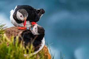Von Reykjavik aus: Papageientaucher- und Vulkantour auf den Westmännerinseln