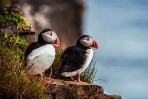 Från Reykjavik: Lunnefågel- och vulkantur på Västmannaöarna
