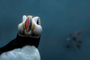 From Reykjavík: South Coast Highlights Day Tour