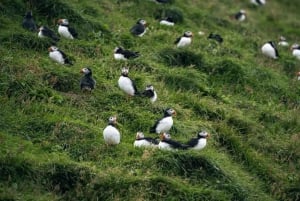 From Reykjavik: Vestmannaeyjar Islands Day Trip