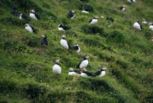 Da Reykjavik: Escursione di un giorno alle isole Vestmannaeyjar