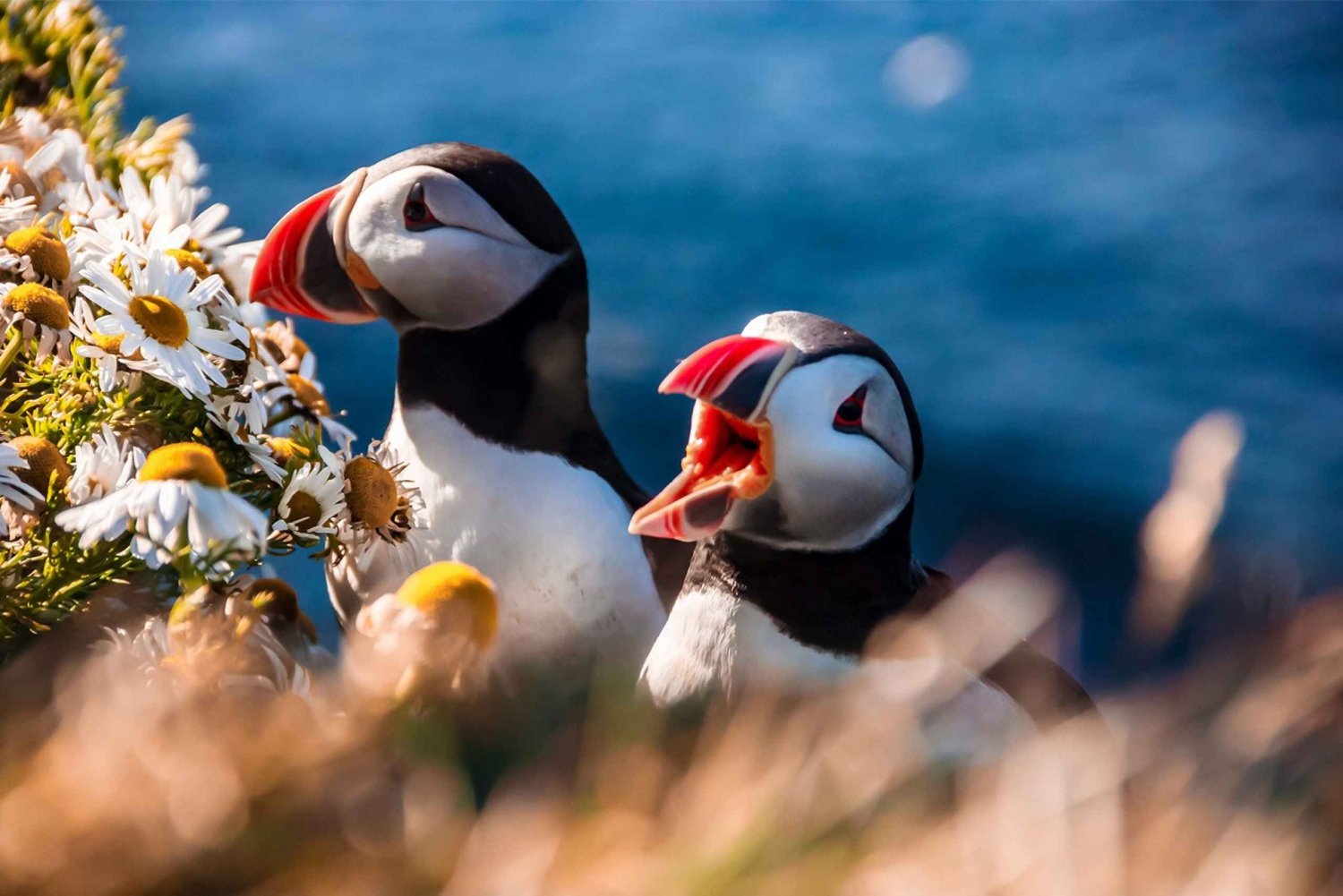 From Reykjavik: Vestmannaeyjar Islands, Puffins &Volcanoes