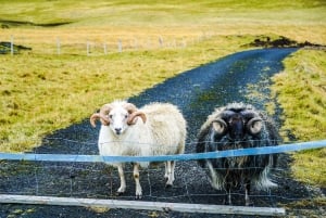 From Reykjavik: Vestmannaeyjar Private Tour