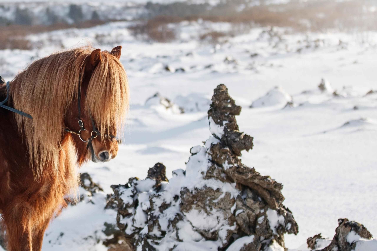 レイキャビク発：ハフナルフィヨルズルでのバイキング乗馬ツアー