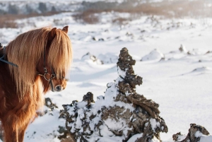 レイキャビク発：ハフナルフィヨルズルでのバイキング乗馬ツアー