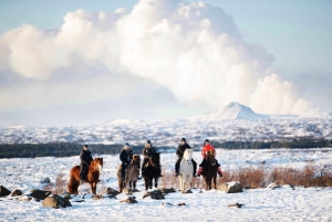 レイキャビク発：ハフナルフィヨルズルでのバイキング乗馬ツアー
