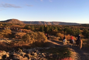 レイキャビク発：ハフナルフィヨルズルでのバイキング乗馬ツアー