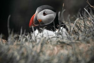 Fra Reykjavik: Vestmannaøyene med ferge og van PRO Photo